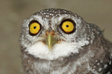 spotted owlet or athene brama bird