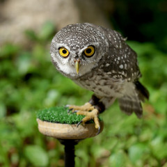 spotted owlet or athene brama bird