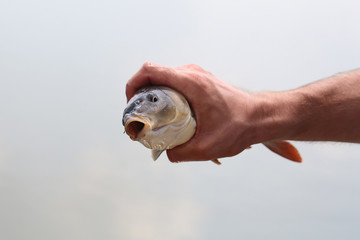 Fish in hand