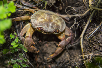 Crab / Hiding crab on ground