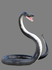 Obraz premium 3d rendered black viper