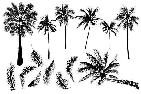  tropical palm trees