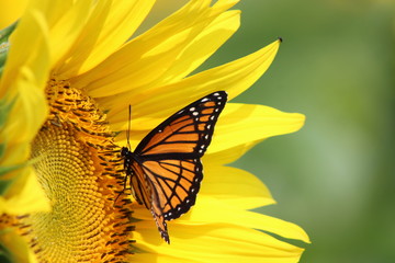 Monarch op zonnebloem