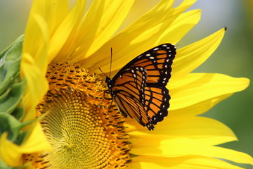 Monarch on Sunflower