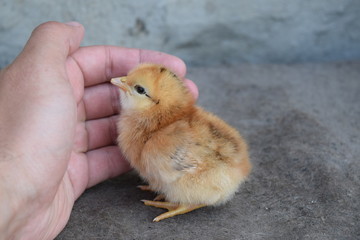 Chicken in a palm