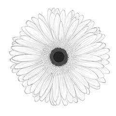 beautiful monochrome, black and white gerbera flower isolated. - obrazy, fototapety, plakaty