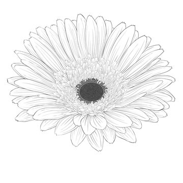 beautiful monochrome, black and white gerbera flower isolated.
