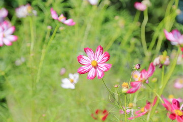 Fototapeta premium コスモスの花 