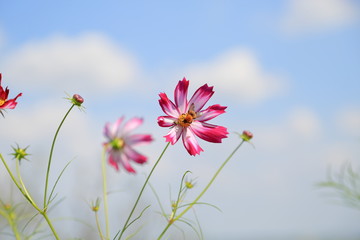 コスモスの花の蜜を吸うミツバチ
