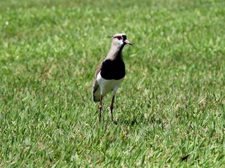 Quero-quero caminhando na grama verde