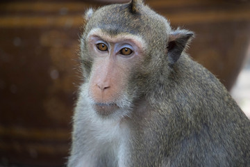Naklejka premium サルのポートレート