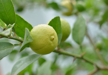 lemons hanging on a lemon tree
