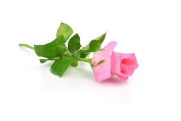One beautiful pink rose on a white background