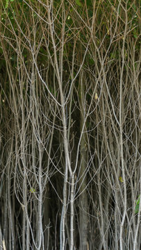 Gray Dogwood Bush Stems