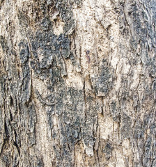 Tree bark texture 