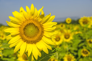 Obraz premium Sunflower field