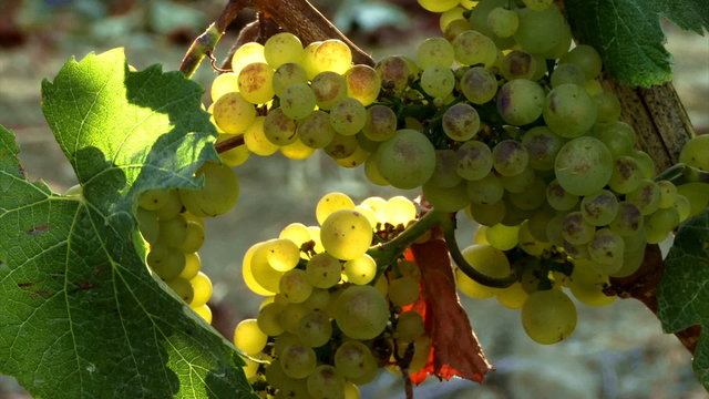 Wine Country 0206: Beautiful green grapes on vines backlit by golden sunlight.