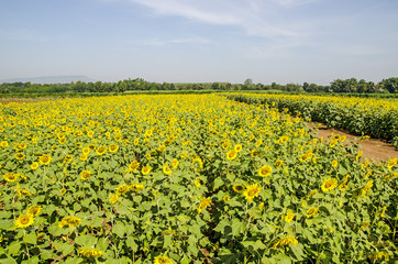 Fields of sunflowers 