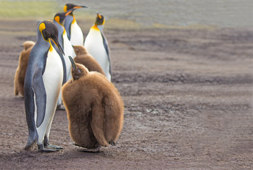 Obraz premium King Penguin (Aptenodytes patagonicus) feeding chick.