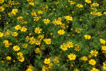 All Yellow flower garden