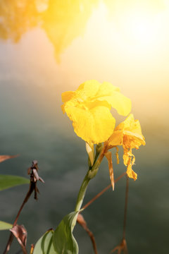 Indian shot, Canna flower on the water in thailand