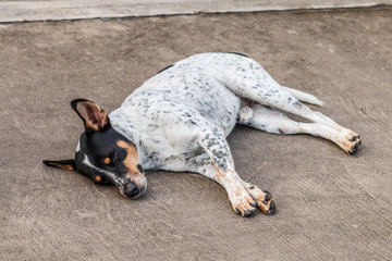 The homeless dog sleeping on cement floor