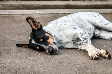 The homeless dog sleeping on cement floor