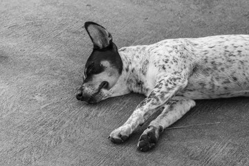 The homeless dog sleeping on cement floor