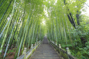 Scenic mountaineer step stairs next to the bamboo forest