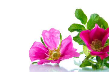 flower blooming wild rose