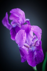 Iris beautiful flower