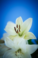 Fototapeta na wymiar white Lily