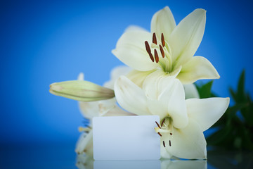 white Lily