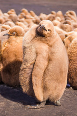 Cute Fluffy brown King Penguin (Aptenodytes patagonicus) Chick C