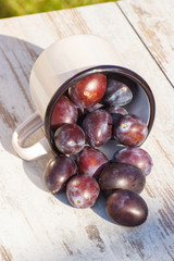 Plums spill out of metallic mug on wooden table in garden on sunny day