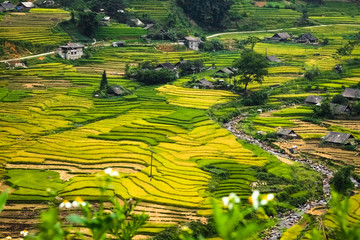 Rice fields on terraced of Mu Cang Chai, YenBai, Vietnam. Rice fields prepare the harvest at Northwest Vietnam.