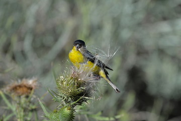 Chardonneret, chardon