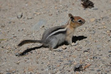 écureuil rayé, chipmunk, Tamias stiatus