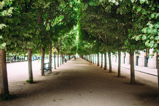 promising avenue, the track of the columns and trees