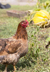 Chicken on a poultry farm