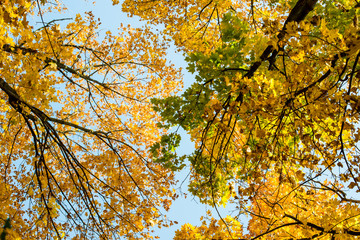 Maple tree in autumn