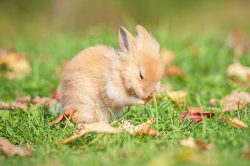 Little rabbit washing its face