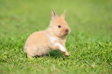 Little rabbit running in summer