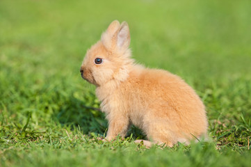 Obraz premium Little dwarf rabbit walking outdoors in summer