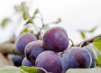 Purple plums on a tree