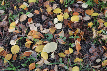 background autumn leaves on the ground