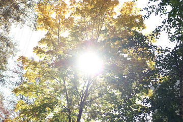 Obraz premium leaves on sky background