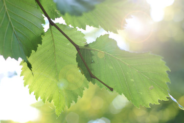 leaves on sky background