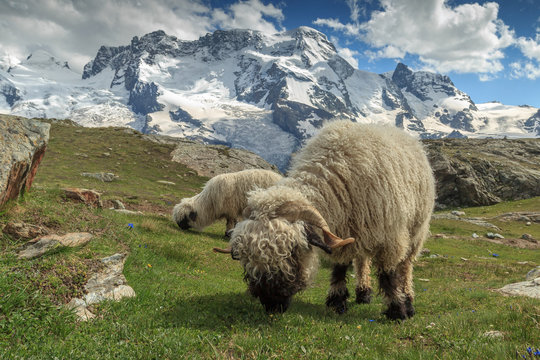 Swiss Alps and Valais blacknose sheep