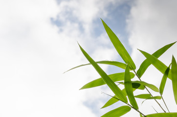 Bamboo leaves background